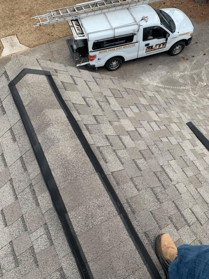 Roofline rodent exclusion with Elite Wildlife Solutions on site