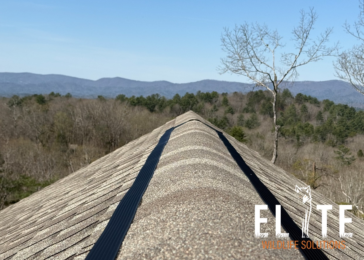 Elite Wildlife Solutions — humane wildlife removal and exclusion in North Georgia