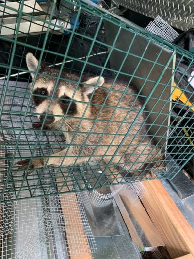 Raccoon Removal Service in Northern Georgia Provided by Elite Wildlife Solutions