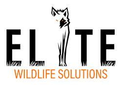 Elite Wildlife Solutions