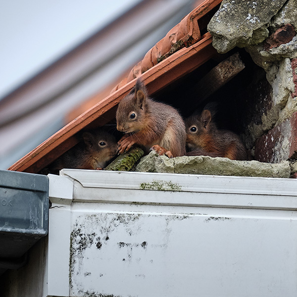 small squirrels under roofing tile