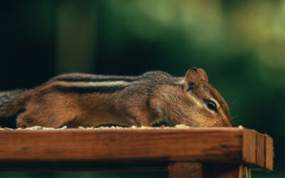 Chimney Wildlife Problems: Addressing Off-Season Animal Intrusions in Northern Georgia